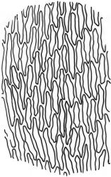 Fifea aciphylla. Mid laminal cells of branch leaf. Drawn from A.J. Fife 9168, CHR 476986.
 Image: R.C. Wagstaff © New Zealand Institute for Bioeconomy Science Limited 2026 CC-BY 3.0 NZ